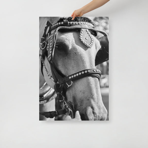 Central Park Horse 24″×36″ Poster